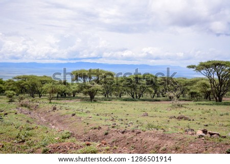 Landscape with Acacia in Ngorongoro