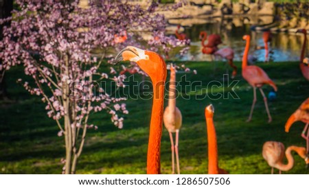 A photo of a beautiful scene of a family of big pink flamingos looking for food and walking among almond trees on a lovely sunny spring day. Flamingos are wading birds in the family Phoenicopteridae.