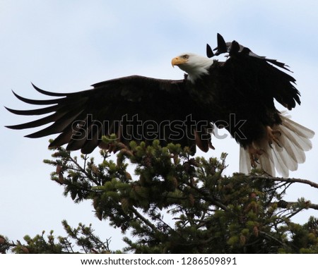 Bald Eagle lifting off. 
