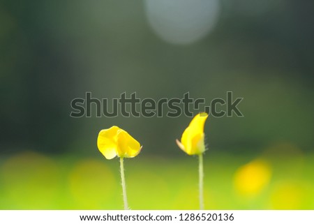 Yellow flower pinto peanut or Arachis pintoi. Royalty high-quality free stock photo image macro photography of Pinto Peanut or Arachis pintoi isolated on nature background. Small yellow flower grass