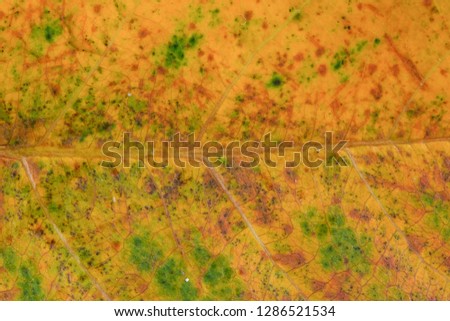 Close up yellow vein leaf background texture. Royalty high-quality free stock photo image of detail yellow dried leaves veins. Macro vein dry leaf background for design with copy space text, wallpaper