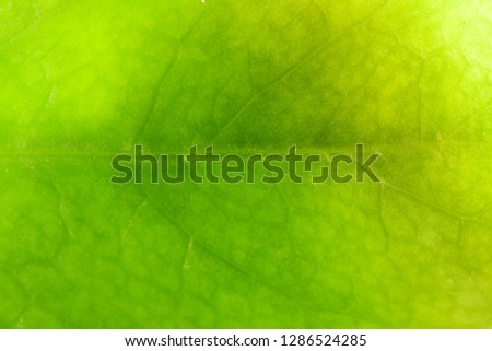 Close up green vein leaf background texture. Royalty high-quality free stock photo image of detail fresh green leaf veins. Macro green vein leaf background for design with copy space text, wallpaper