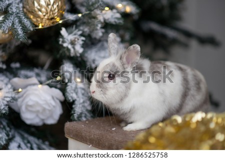 Funny white rabbit 