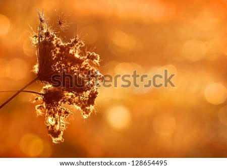 Wild flower over sunset with copy space.