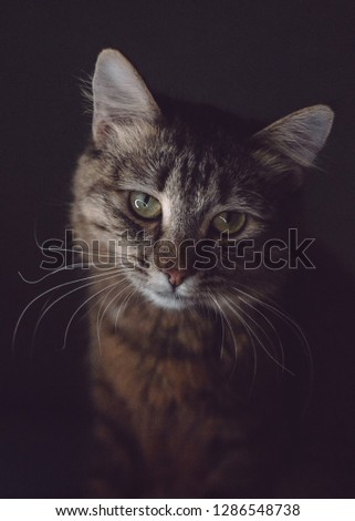 night portrait of tabby cat