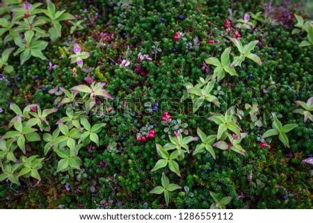 Crowberries and Lingonberries Royalty-Free Stock Photo #1286559112