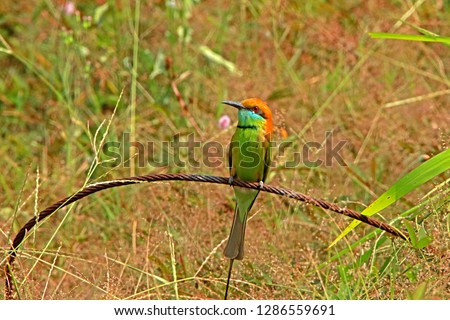 Blue-tailed Bee-eater on the line