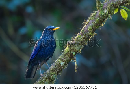 Blue Whistling Thrush on branch in nature on Doi Pha Hom Pok National Park. Thailand.	