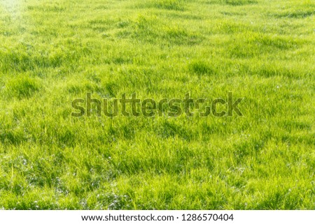 Levee grassland and winter blue sky