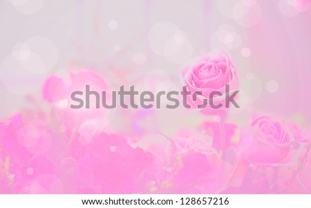 Blossom pink roses and bokeh
