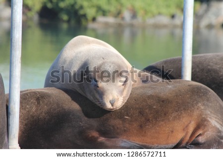 Sea Lions Sleeping taking a snooze