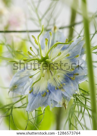 an unusual-looking picture of a nigella