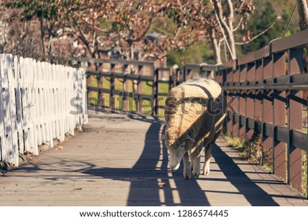 Nature Background and Wallpaper of Cute Sheep walk on Wooden Pathway with Brown and White Fence with Background of Colorful Tree and Green Grass Mountain in Cingjing, Switzerland of Taiwan