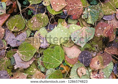 A background of vibrant leaves on the ground