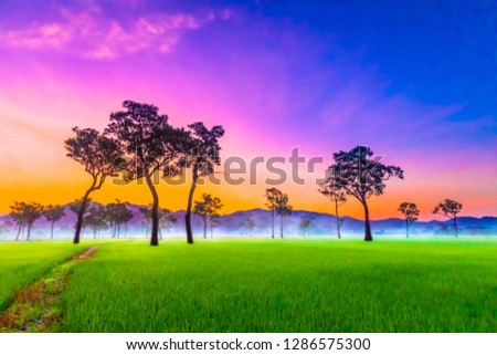 Colorful sunrise at rice field mountain and fog purple pink blue orange yellow sky twilight and green rice plant many Dipterocarpus alatus "selective focus"