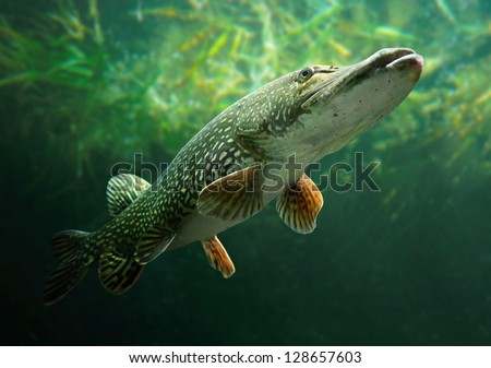 Underwater photo of a big Pike (Esox Lucius). Royalty-Free Stock Photo #128657603