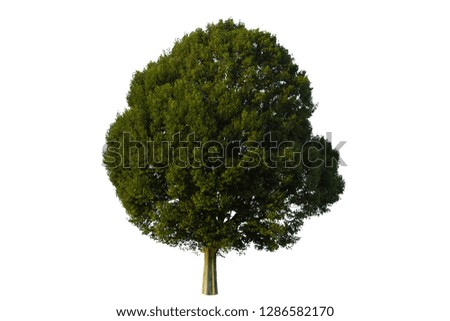 Tree shape isolated on white background