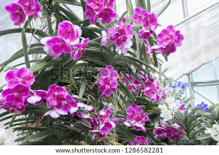 Orchid flower in garden at winter or spring day for postcard beauty and agriculture idea concept design./Purple orchid.