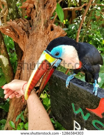 a colorful toucan 