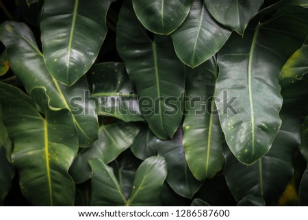 Green leaves pattern for background
