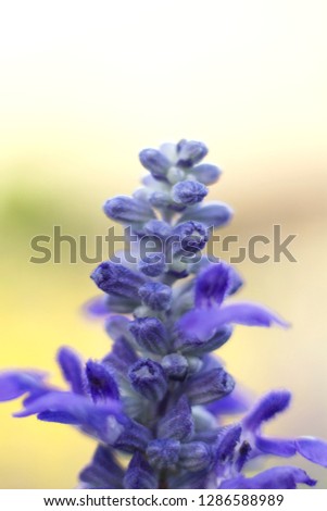 Blue Silvia flower blossom in  garden .
