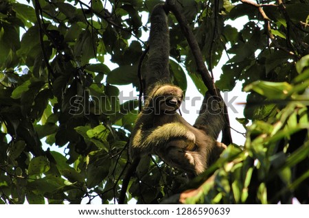 The cute and amusing sloth in Manuel Antonio National Park in Costa Rica.
