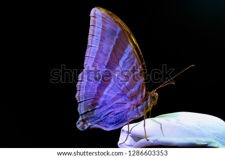 Close up. Butterfly with the dark background