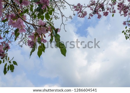 Pink flowers and sky .