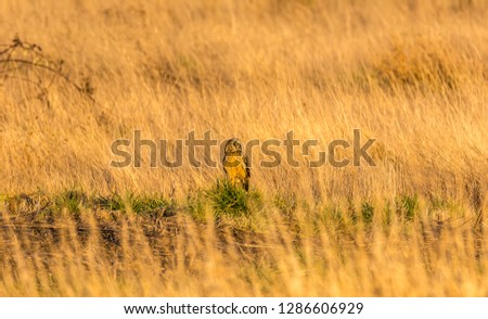 Short-eared owl (Asio flammeus) standing in a grassy field late in the day during golden hour in winter in Samish Flats, Skagit County, Washington.
