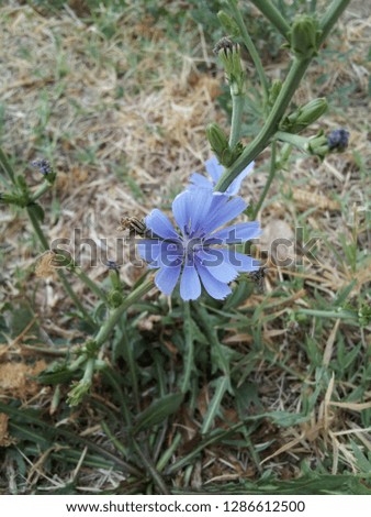 Chicory in a Dry Field