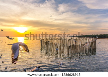 The seagulls​ in​ the​ evening​ at​ Bang​ Pu. / Beautiful group of seagull are flying over the sea on sunset sky. / Twilight sunset from sea with seagulls at Bang Pu,Samut Prakan province,Thailand. Royalty-Free Stock Photo #1286628913