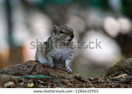 photo of small squirrel taken in early morning. 