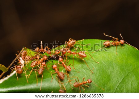 weaver ants teamwork biting a red imported fire ant on their nest/oecophylla smaragdina