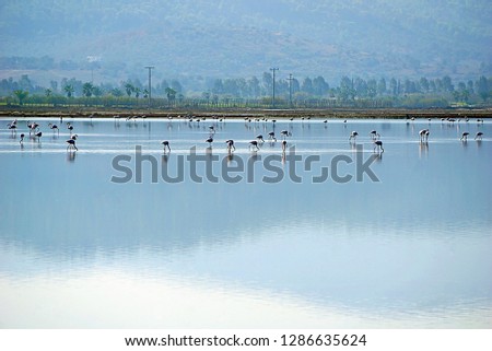 Flamingos in the lake Tuzla (Milas) Royalty-Free Stock Photo #1286635624