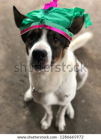 Portrait of white dog looking at camera with party hat, adorable pet.