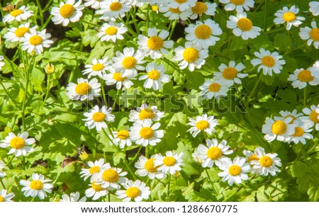 Chamomile flowers. camomile, daisy wheel, daisy chain, chamomel. An aromatic European plant, with white and yellow daisy like flowers. Royalty-Free Stock Photo #1286670775