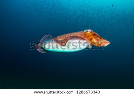 Colorful Cuttlefish on a old underwater shipwreck in a tropical ocean