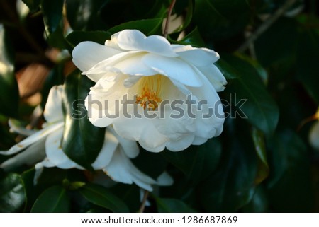 It is a picture of "White camellia" that bloomed in spring.