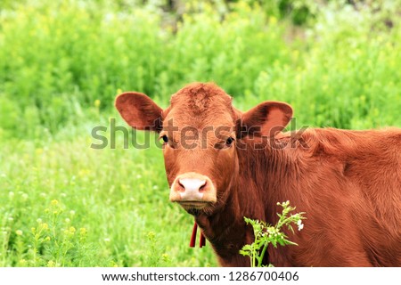 A young brown cow, cattle, a bull grazes on a farm among the green grass in the summer. Big breeding  red calf, heifer in the spring pasture. Royalty-Free Stock Photo #1286700406
