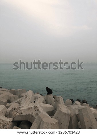 A black cat in a stone in-front of the sea