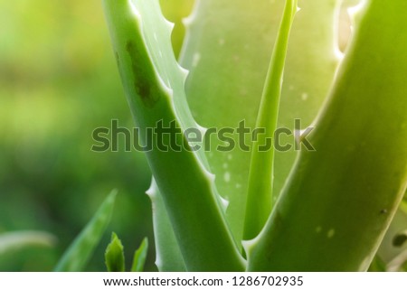Close up of aloe vera tree fresh and green leaves have medicinal properties. Royalty high-quality free stock photo image of fresh medicinal aloe vera plant in garden. Macro photo with copy space