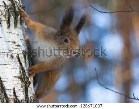 Squirrel on birch