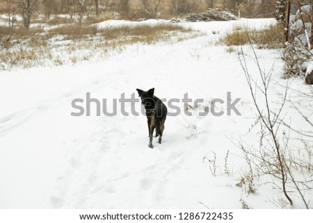 Cute dog walking outdoors on snowy winter day