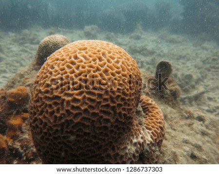Coral that found at coral reef area at Tioman island, Malaysia