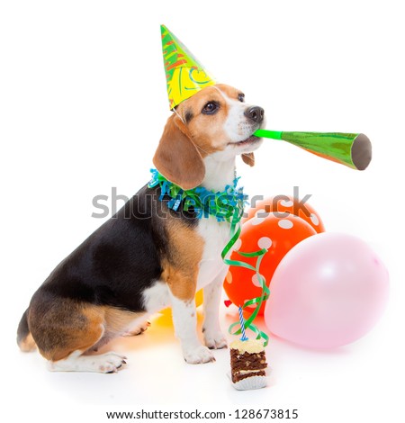 dog party animal celebrating birthday or anniversary