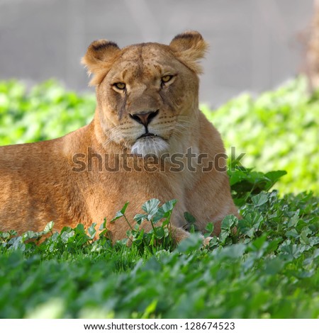Close Up picture of lioness