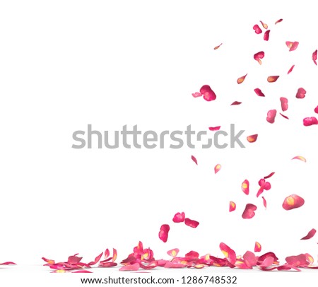 Many rose petals fall on the floor. Isolated on white background