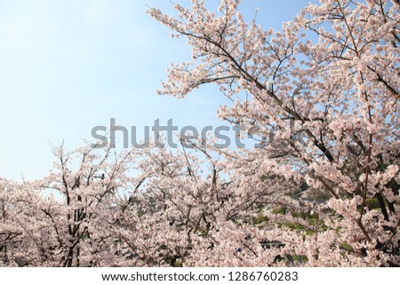 Kyoto in Japan, cherry blossoms blooming in the spring
