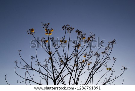 Branch of tree with flowers against blue sky