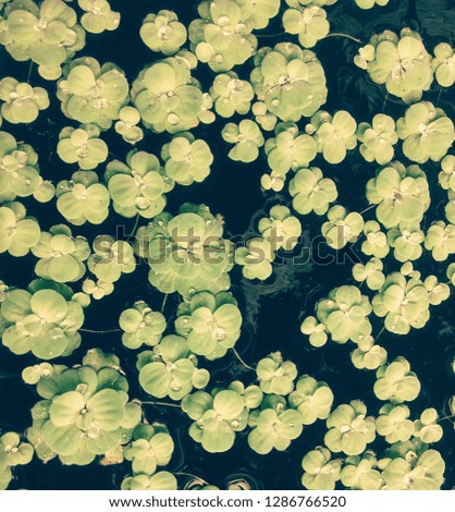blossom pattern in the water